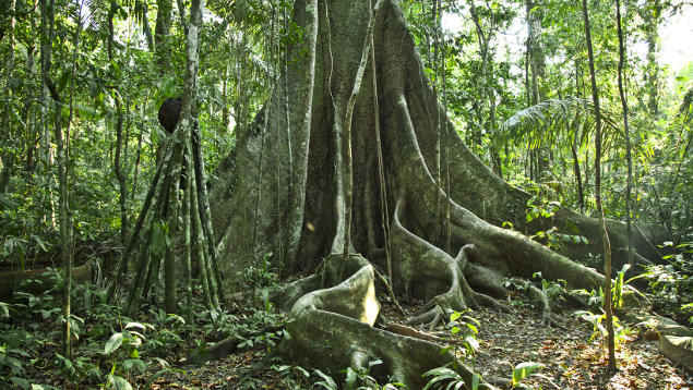 Forêt amazonienne Guyane