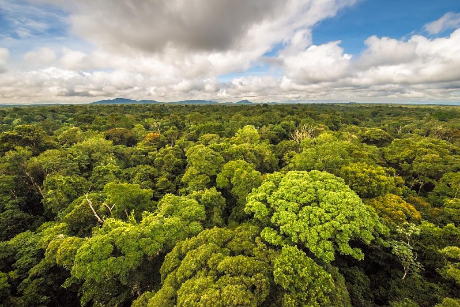 Forêt amazonienne Guyane